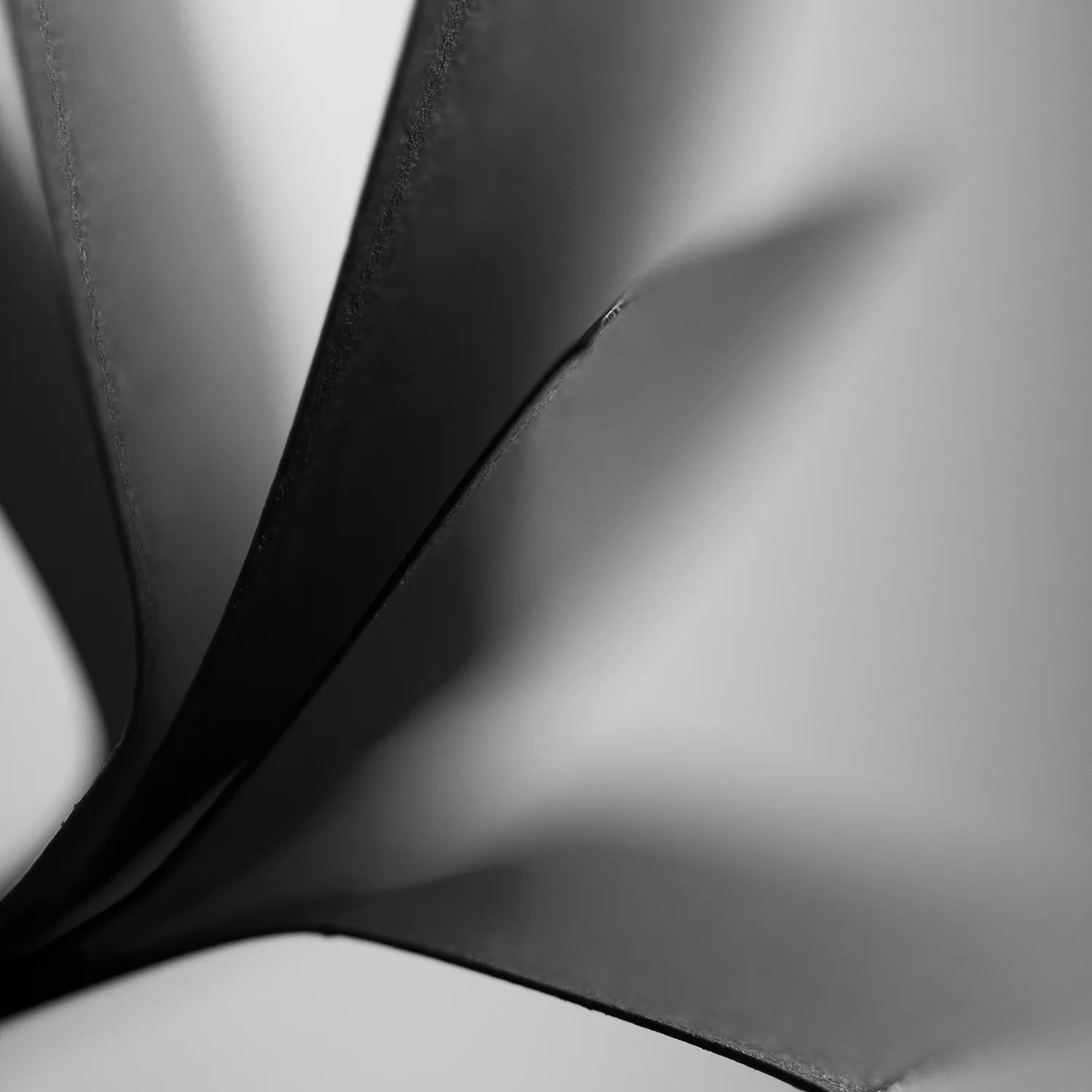 back-flower